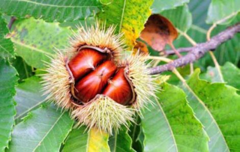 Family Foraging: Sweet Chestnut Image
